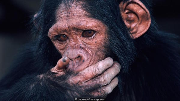 CHIMPANZEE_primates