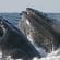 Des savants écossais disent tout sur le chant des baleines
