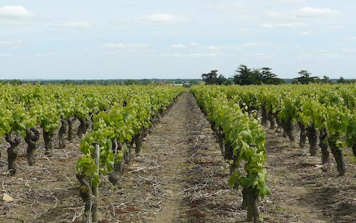 Vigne_muscadet_2