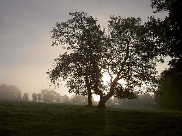 Brocélande brumes au petit matin. Photo Ernestine Nestor Flickr (cc)