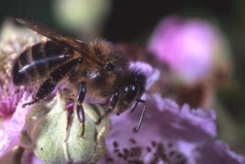 abeille-noire-douessant_principale_Abeille-sur-fleur-de-ronce_0_1 - copie