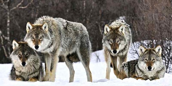 loups