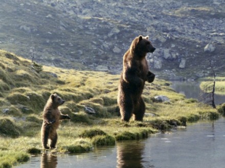 l'ours