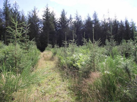 Jeune plantation résineuse