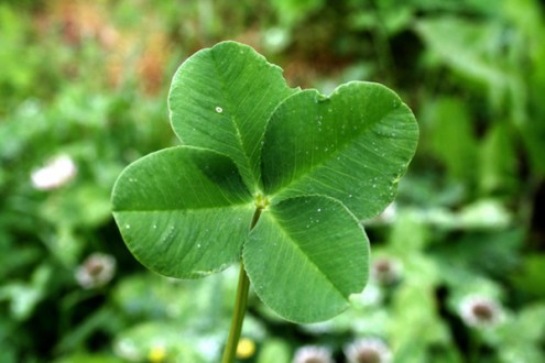 saint_patrick