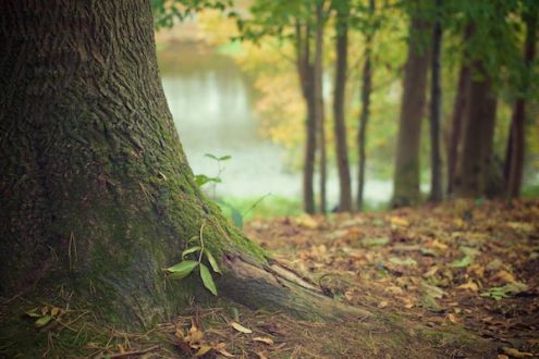 nature_forêt - copie