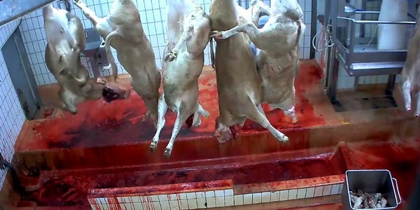 Maltraitance_animale_ Quelles_pratiques_dans_abattoirs_Bretagne