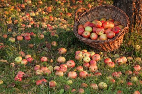 fruits et légumes