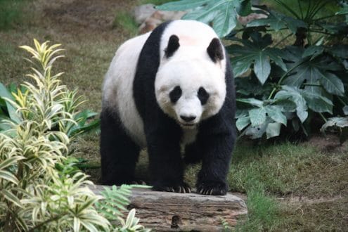 panda