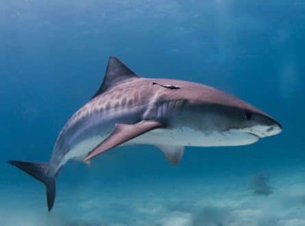 requin_tigre