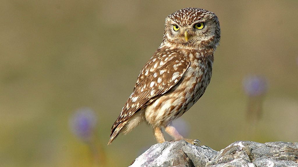 oiseaux nocturnes bretagne cri des oiseaux de nuit Six0wllts