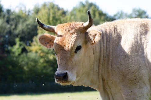 Vache nantaise, Écomusée du pays de Rennes, France