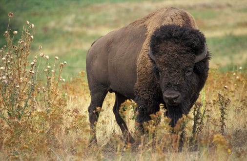 bison