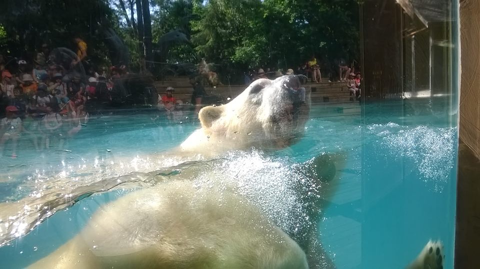 Mon Expérience De Soigneur Dun Jour Au Zoo De La Flèche