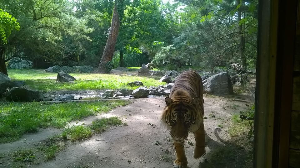 Mon Expérience De Soigneur Dun Jour Au Zoo De La Flèche