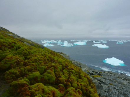 antarctique