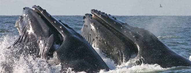 Des savants écossais disent tout sur le chant des baleines