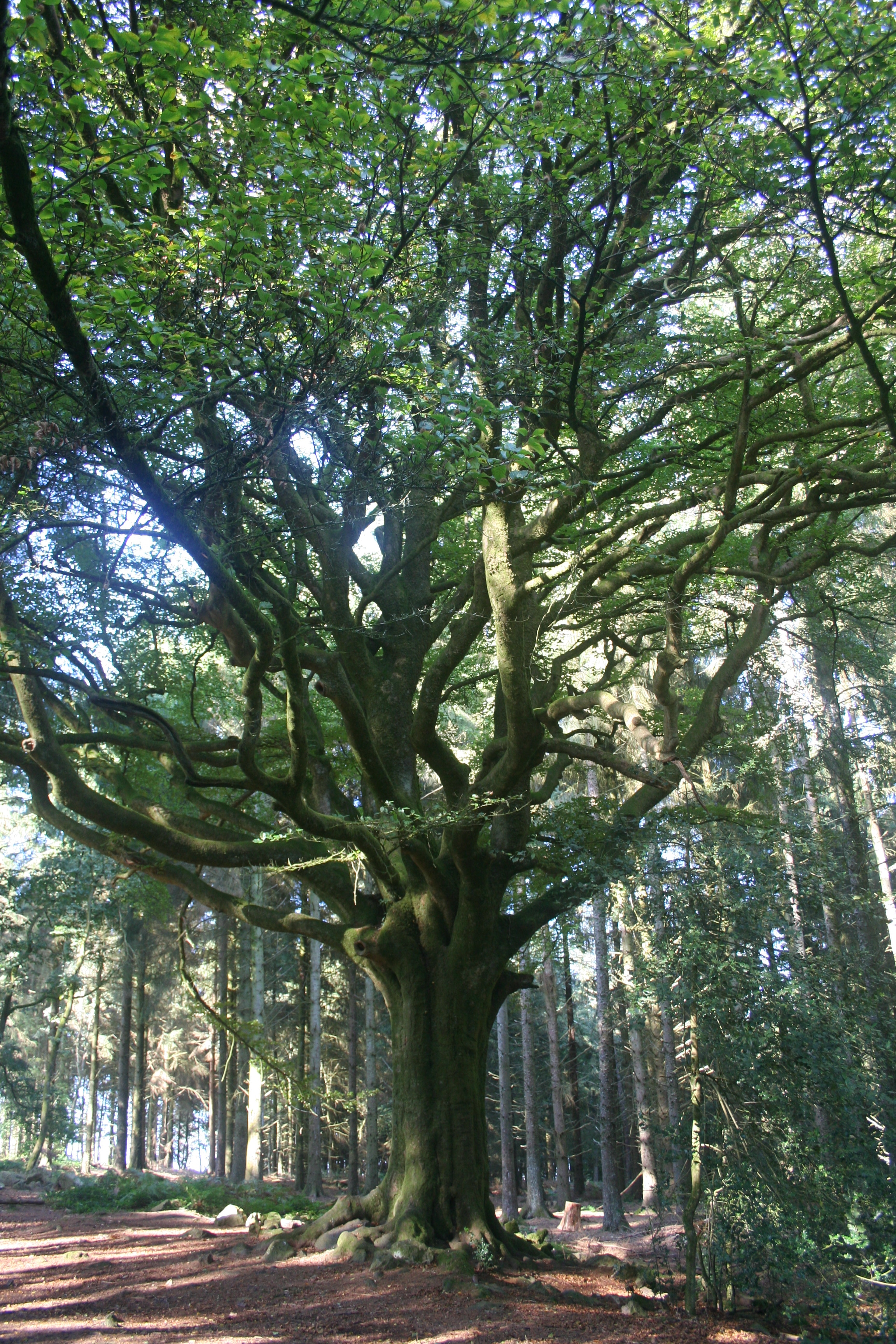 Brocéliande Tourisme Ille-et-Vilaine