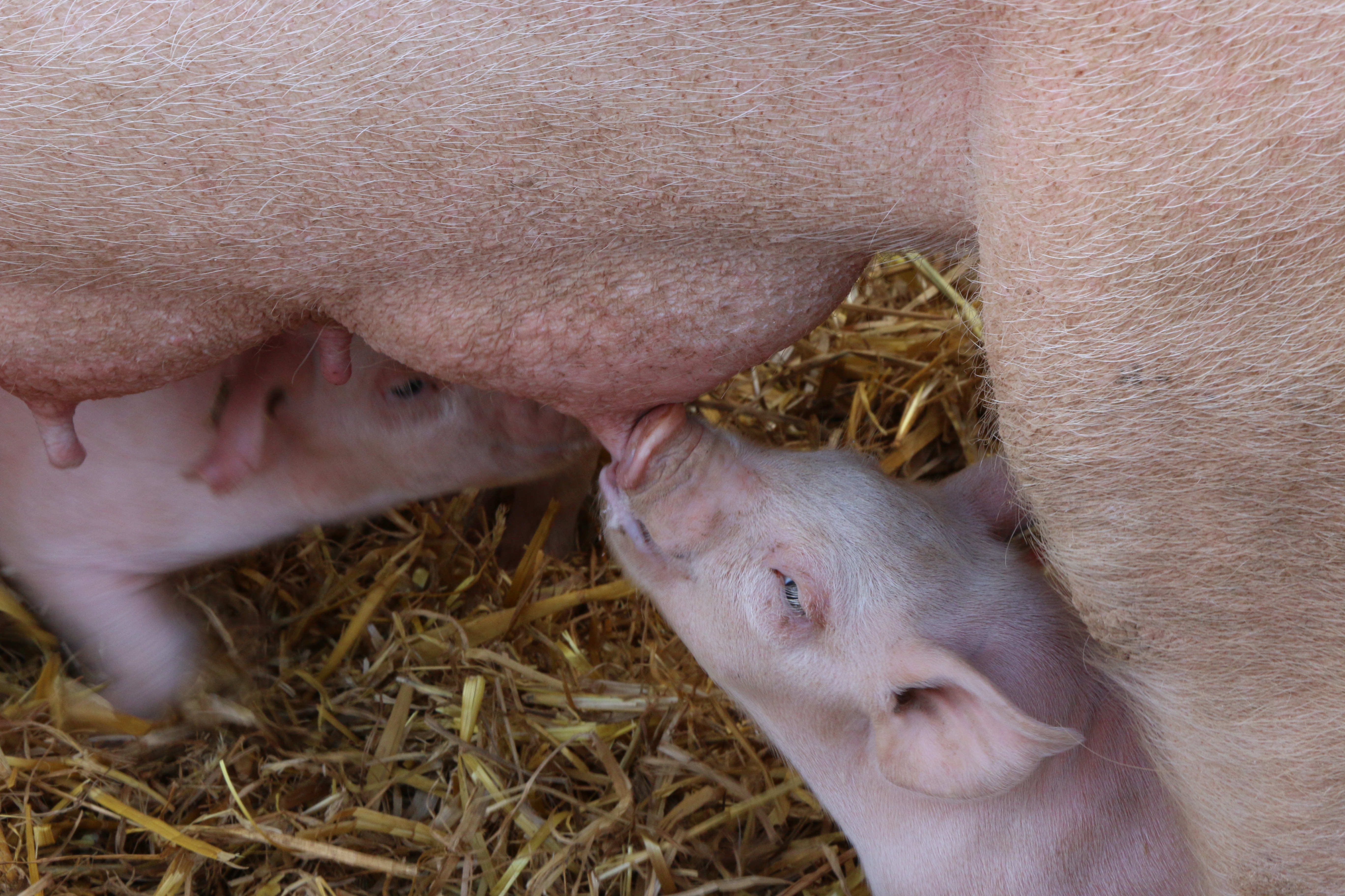 Fête Agriculture Six-sur-Aff Ille-et-Vilaine