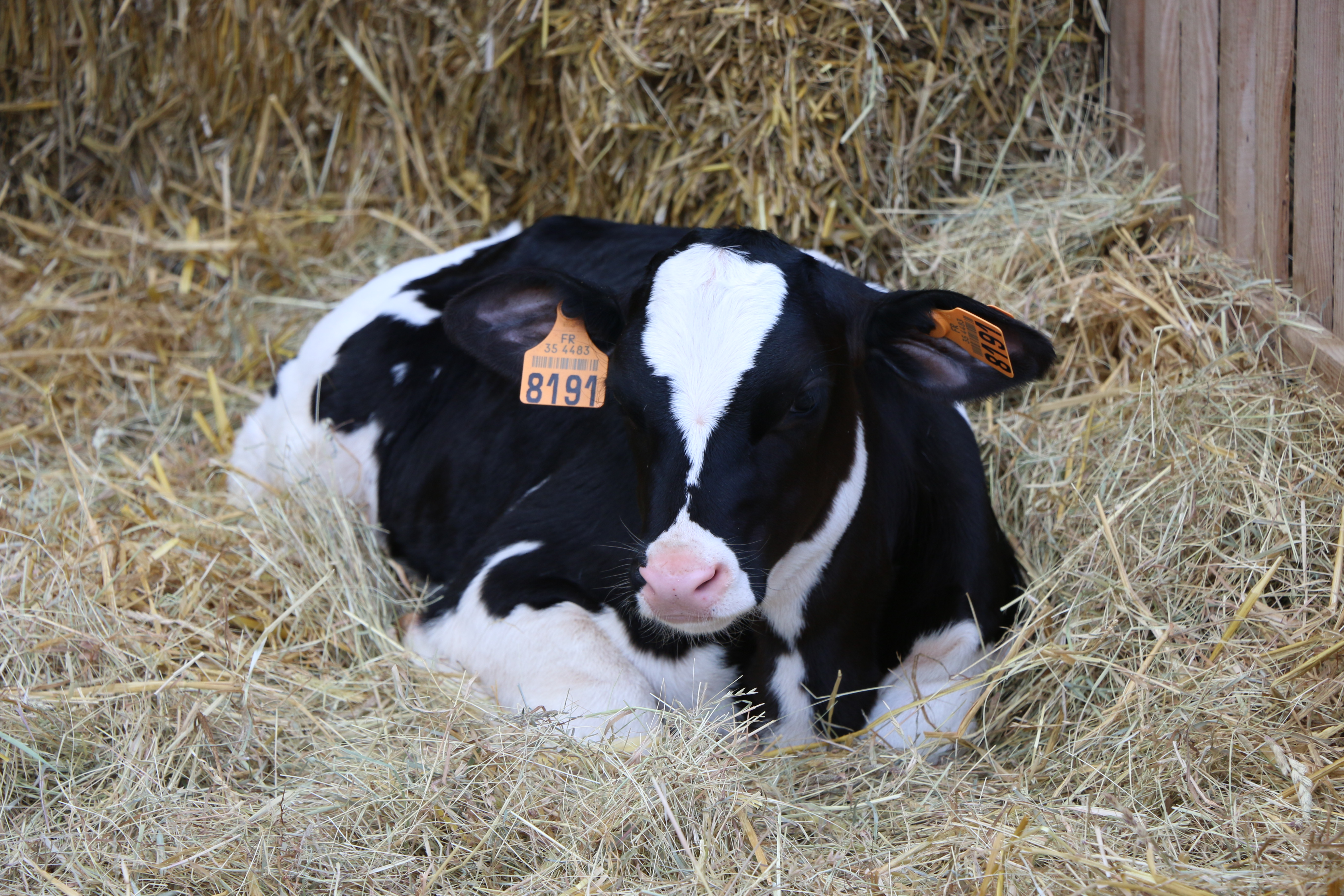 Fête Agriculture Six-sur-Aff Ille-et-Vilaine