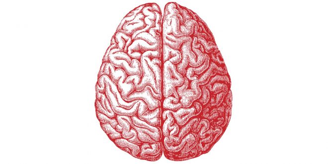 Gènes Intelligence Humaine QI Génétique Cerveau Cerveaux