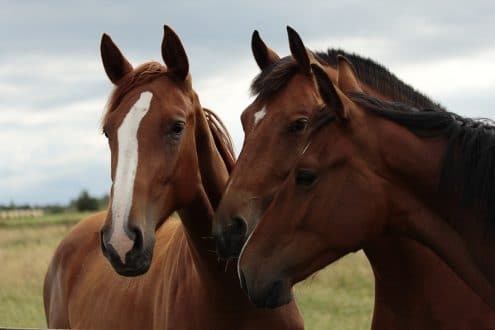 chevaux