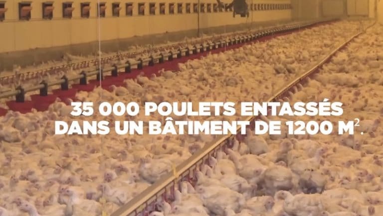 poulets_L214