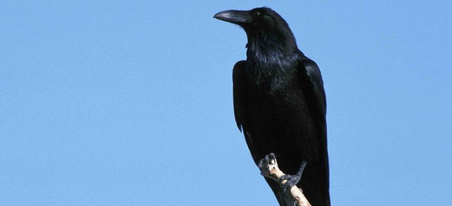 Oiseaux Intelligence Cerveau