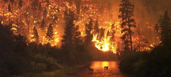 Forêts Incendie
