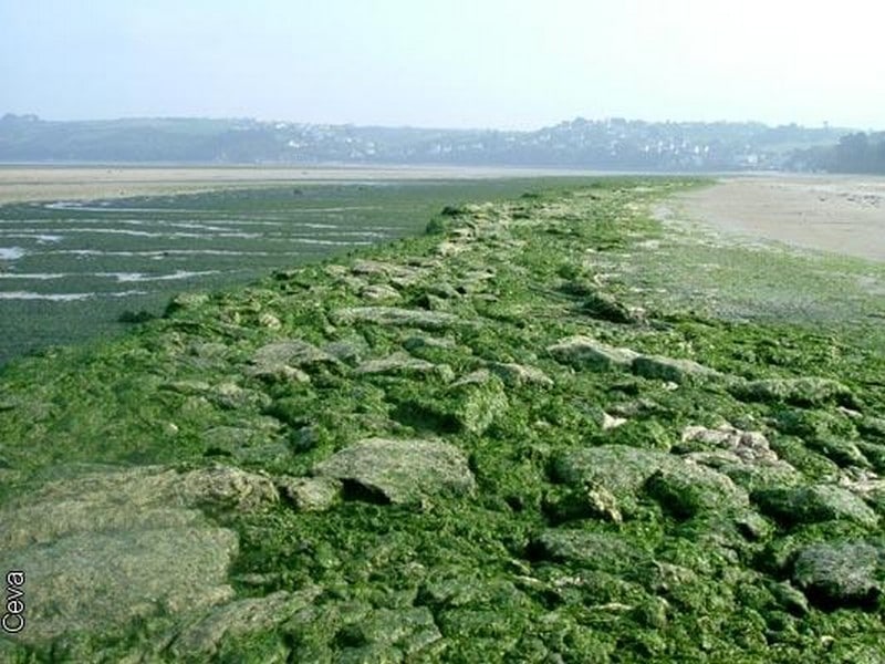 En Bretagne, les algues vertes pourraient gâcher l'été