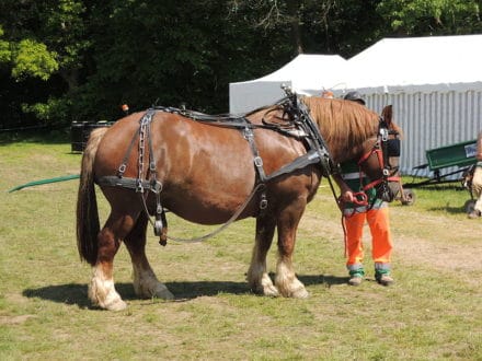 Salon_Cheval_Travail_2014_07