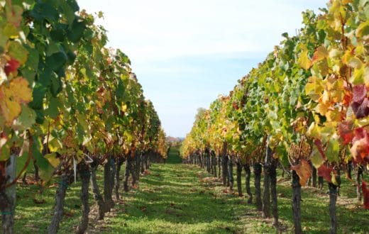 Vigne_-_Vignes_en_automne