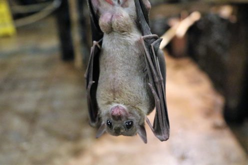 chauve_souris2