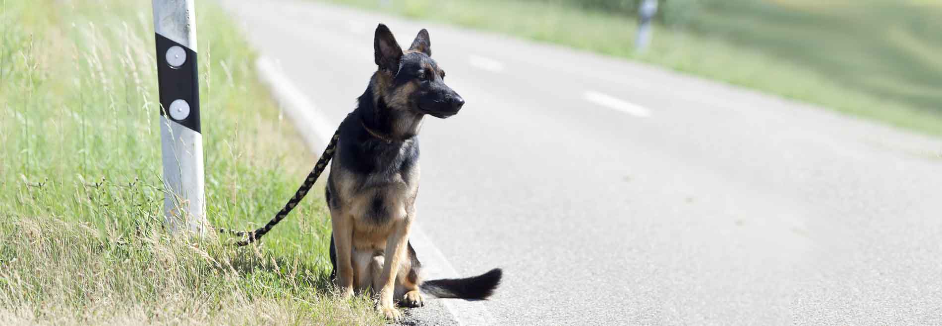 Chiens abandonnés salauds ou cas sociaux ? [Tribune libre]