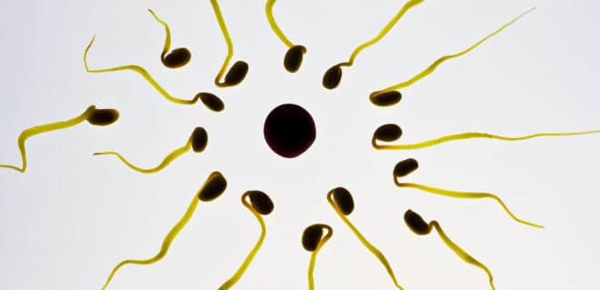 Santé. Depuis 1973, 50 % de spermatozoïdes en moins chez les Européens !