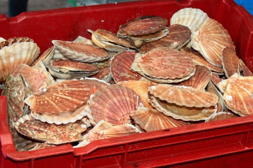 Coquilles Saint-Jacques