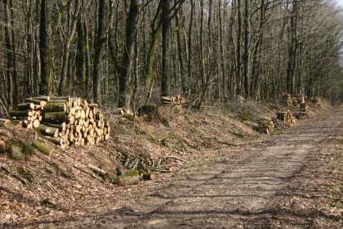 Chemin_dans_la_foret_de_Quénécan