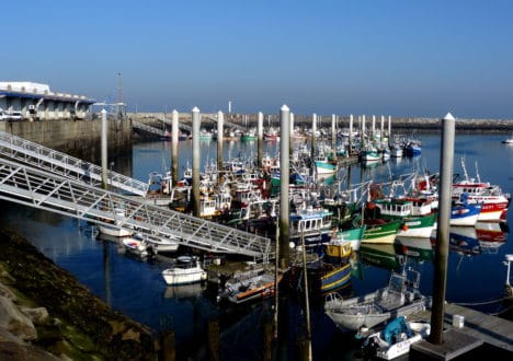 Coquilles Saint-Jacques