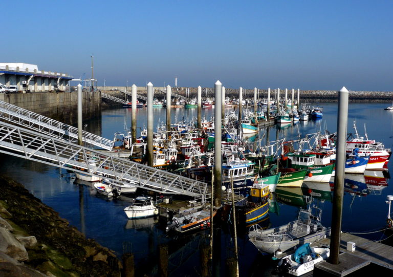 Coquilles Saint-Jacques