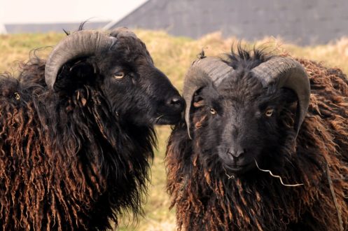 Mouton d'Ouessant