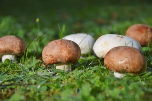 champignons