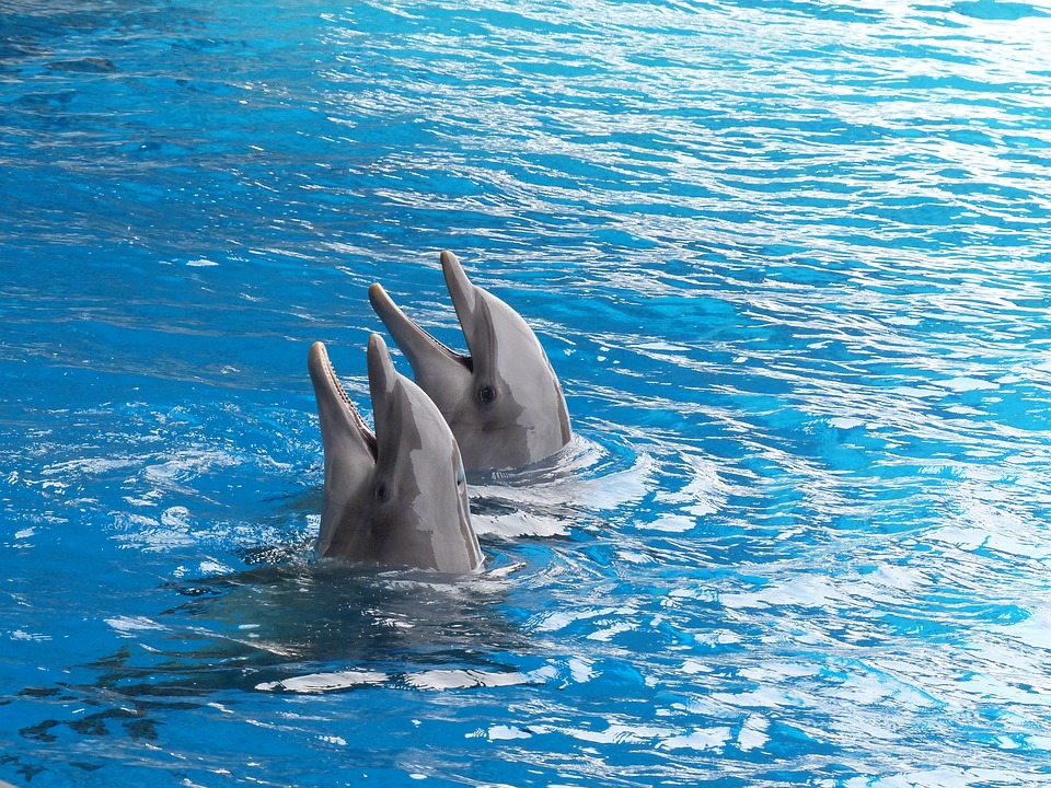 dauphins