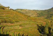 Marcillac : l’archétype du vin de lieu