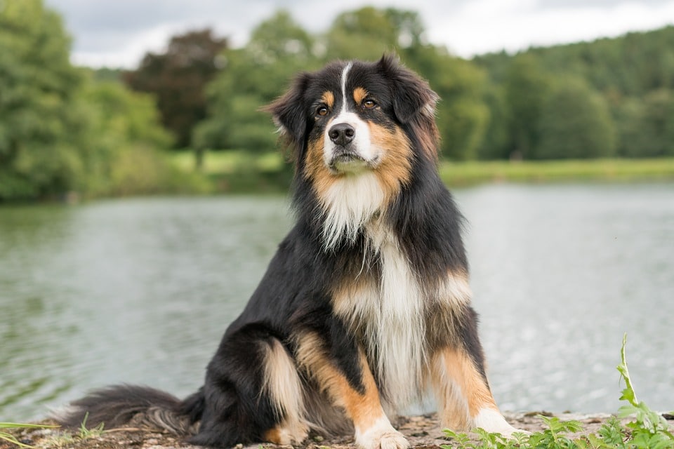 Le Berger Australien Chien De Race Préféré Des Français En 2018