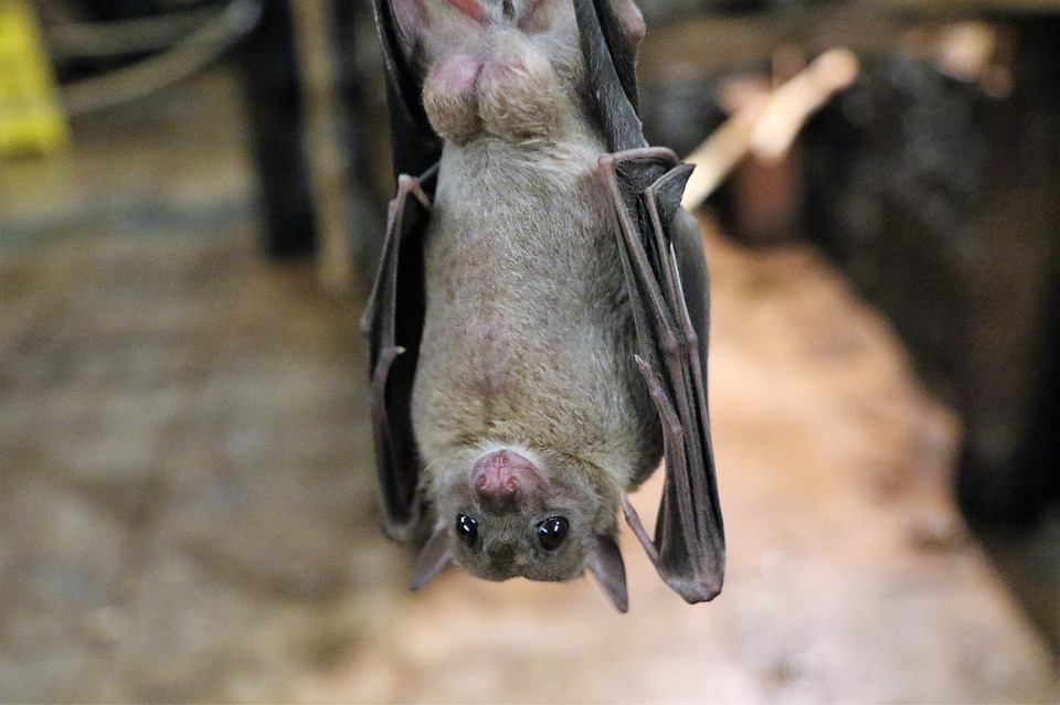 Les chauves-souris alsaciennes, un trésor de biodiversité menacé