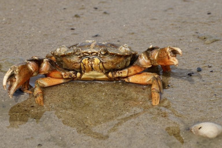 cancer_crabe