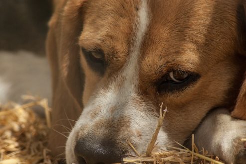 chien_chasse