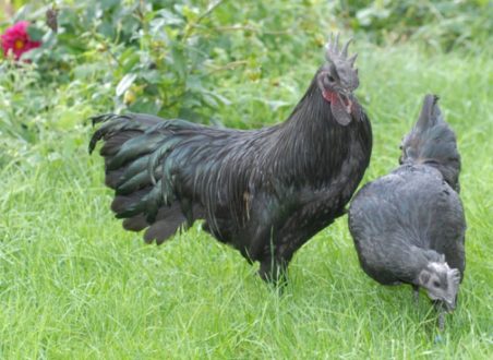 poules_noires