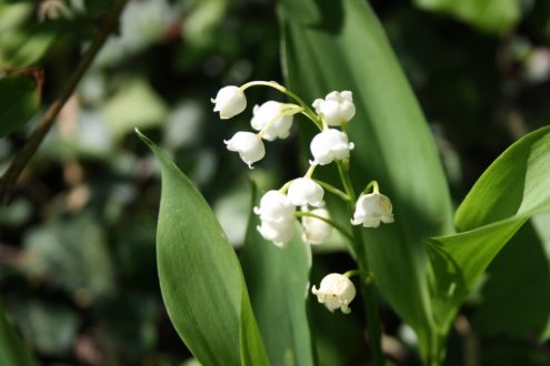 muguet