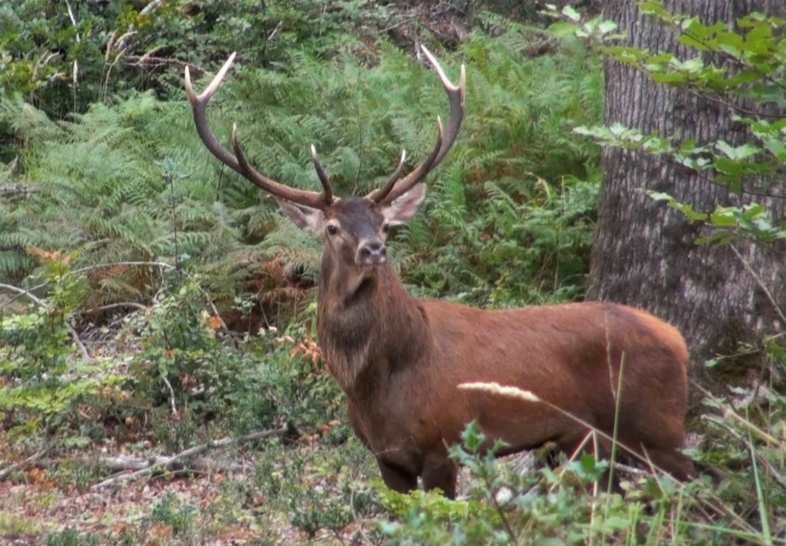 Période de brame du cerf. Appel à la quiétude et à la prudence en forêt